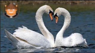 Qué Pasa con los Cisnes