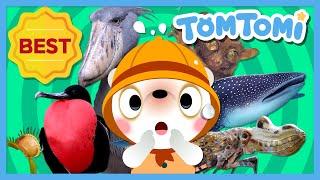 Unusual Series Compilation | Actual images of unique creatures | Animal Song | Kids Song | TOMTOMI