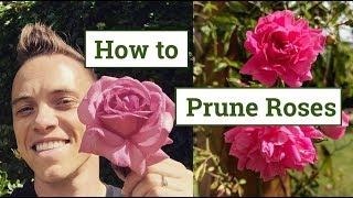 How to Prune Roses: the Beginners Guide