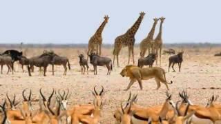Fauna Of Africa