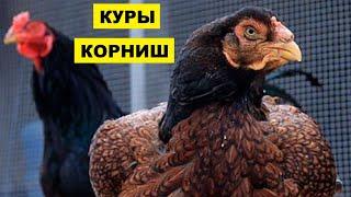 Разведение кур породы Корниш как бизнес идея | Куры Корниш