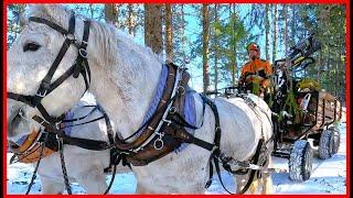 This Finnish Lumberjack Uses Horses To Remove Trees: A Sustainable Approach To Forestry