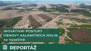 Inovativní postupy obnovy kalamitních holin ve správě Lesů ČR na Vysočině