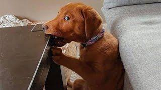 Funny Cats And Dogs Videos  - BEST Funny Animal Videos 2024 #5