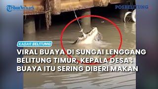 VIRAL Buaya di Sungai Lenggang Belitung Timur, Kepala Desa : Buaya Itu Sering Diberi Makan