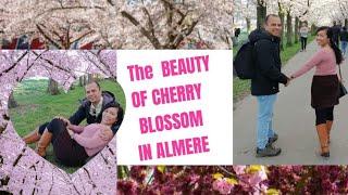 ENJOY CHERRY BLOSSOM IN APRIL 2022 IN ALMERE - HOLLAND