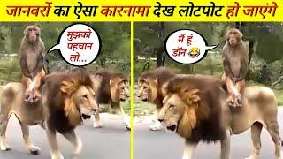 जानवरों की ऐसी हरकत देख हंसी नहीं रुकेगी  । animal funny । #mrboxinfo