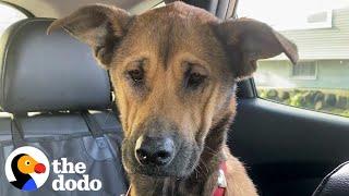 Dog Who Stared At The Wall For Weeks Finally Asks Mom For Pets | The Dodo Faith = Restored