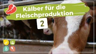 Beim Landwirt im Stall Pt. 2 | männliche Kälber für die Fleischproduktion