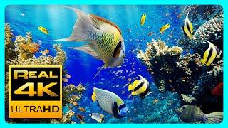 The Best 4K Aquarium for Relaxation II  Relaxing Oceanscapes - Sleep Meditation 4K UHD Screensaver