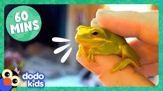 60 Minutes Of Animals We Just Want To Hug | Dodo Kids | Animal Videos For Kids