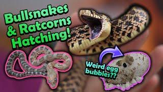 Angry Bullsnakes and Scaleless Rat Snakes Hatching!