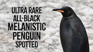 Ultra Rare All-Black Melanistic Penguin Spotted on South Georgia Island