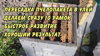 пересадка пчелопакета в улей  делаем сразу 10 рамок быстрое развитие хороший результат