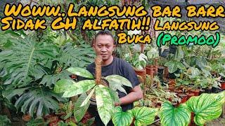 WOWW.. LANSUNG BAR BARR⁉️SIDAK GH ALFATIH LANGSUNG BUKA PROMOOO