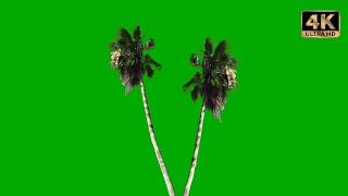 palm trees green screen