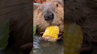 ASMR Tulip with corn #beavers #beaver #cute