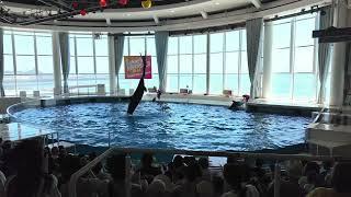 Aqua World Oarai Aquarium アクアワールド茨城県大洗水族館 (Dolphin show)