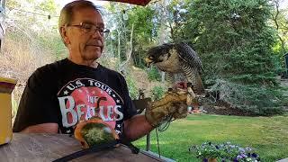 Falconry Starting the Season