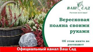 Сказочная поляна без участия волшебства. Высадка Вереска своими руками. Ваш сад