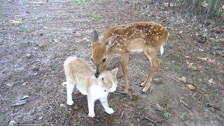 Baby Deer & Kitten become Friends