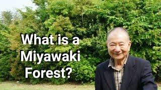 Miyawaki Method of Plantation I Afforestation I Akira Miyawaki I Man Made Forest I urban forest