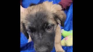 Video of adoptable pet named Jorge D'Angelo