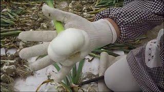 Jepang Garlic Farm dan Harvest   Amazing Jepang Bawang putih Pertanian Teknologi Pertanian