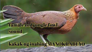 FAMALE RED JUNGLE FOWL SOUND ( Kakak ng inahing manok LABUYO.para sa ating pangati.)