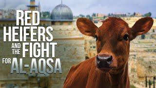 Red Heifers and the Fight for Al Aqsa - Audio Message from David Rosenthal