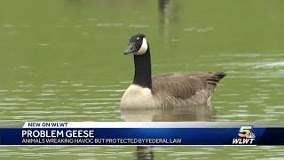 Cincinnati's mean geese: What can you do about them?