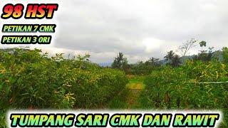 BUAH SEMAKIN MENYALA !!! TUMPANG SARI CABE RAWIT DAN CMK PETIKAN KE 7 DAN 3- USIA 98 HST