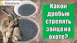 Какой дробью стрелять зайца на #охоте? Videoohota