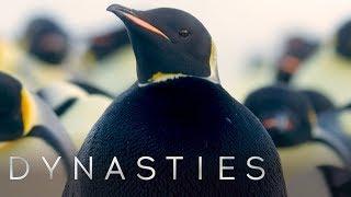 Rarest Penguin On Earth Spotted: All Black Penguin | Dynasties | BBC Earth