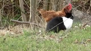 Rabbit vs chicken ll kelinci kawin dengan ayam ll kelinci vs ayam