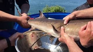 Taking eggs from a female sturgeon could help save the species