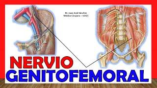  Anatomía del NERVIO GENITOFEMORAL (Genitocrural). ¡Explicación Fácil y Sencilla!