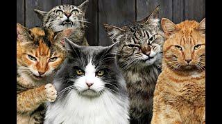  Кошачья банда!  Смешное видео с котами и котятами для хорошего настроения! 