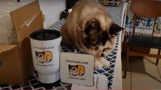 Cat inspects her first pieces of merch