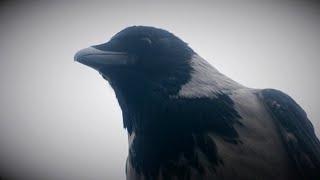 The Crow by Doris Potter