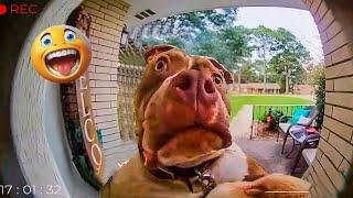 Unexpected Laugh with these Funny Dogs - Best Funniest Dog Videos of The Year