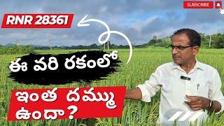 ఖరీఫ్ లో ఈ RNR 28361 వరి 32 క్వింటాళ్ళు సాధ్యమేనా|high yeild paddy cultivation|karshaka Nestham