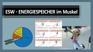 Energiestoffwechsel (1/4): Energiespeicher der Energiegewinnung - ATP KrP Kohlenhydrate Fette Eiweiß