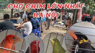 Chợ chim cảnh lớn nhất Hà Nội/ The largest ornamental bird market in Hanoi/Cuộc sống ven đô