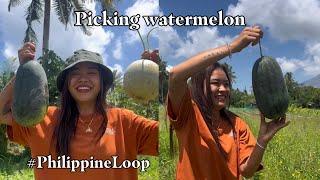 Water melon in Legazpi | Philippine Loop | Norme Garcia