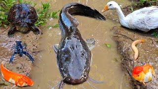 Catching jumbo catfish in the hole there are ornamental fish, koi fish, goldfish, snakehead fish