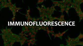 Immunofluorescence (IF), Immunohistochemistry (IHC), and Immunocytochemistry (ICC)