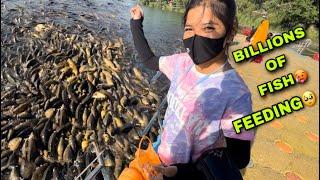 MILLION OF FISH  FEEDING  || FISH FEEDING IN MANSAR || #mansar #fish