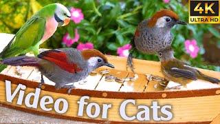  Best For Cats - Mesmerizing Bird Videos Tailored For Curious Cats - CatTV Central