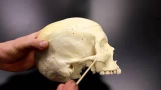 SKELETAL SYSTEM ANATOMY: Lateral aspect of the human skull